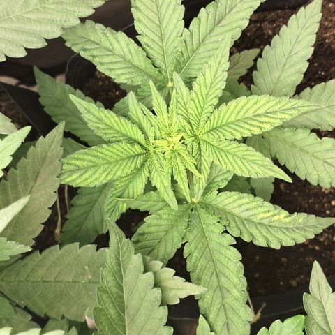 Projeto #1 growlog timeline photo