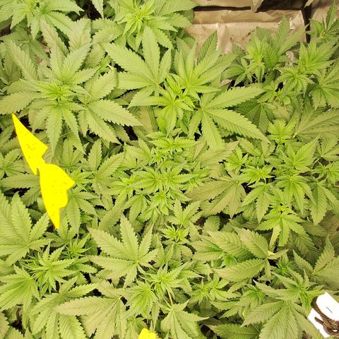 Projeto #1 growlog timeline photo
