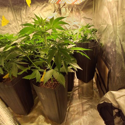 Projeto #1 growlog timeline photo