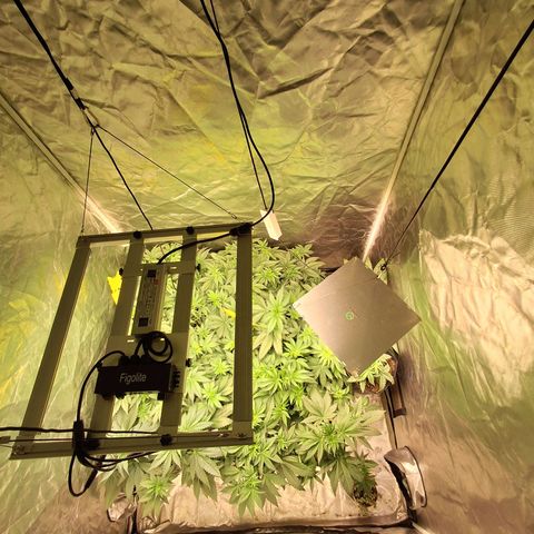 Projeto #1 growlog timeline photo
