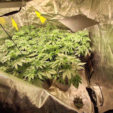 Projeto #1 growlog timeline photo