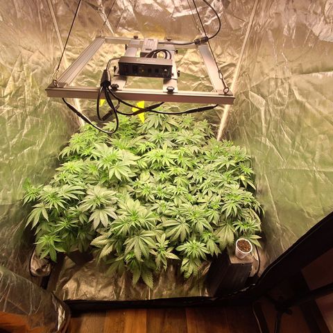 Projeto #1 growlog timeline photo
