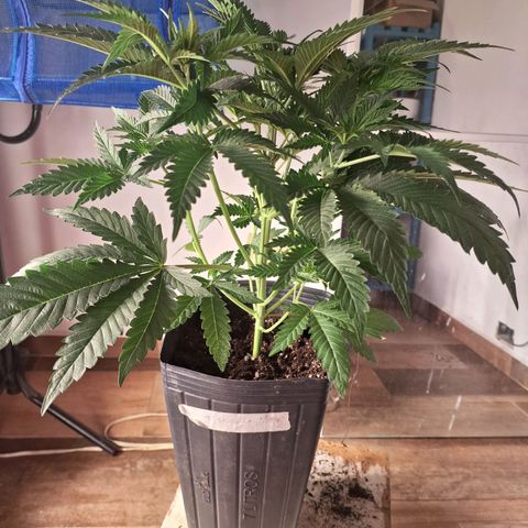 Projeto #1 growlog timeline photo