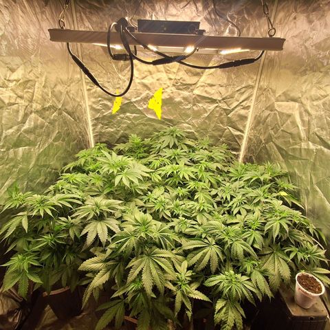 Projeto #1 growlog timeline photo