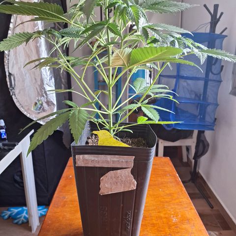 Projeto #1 growlog timeline photo