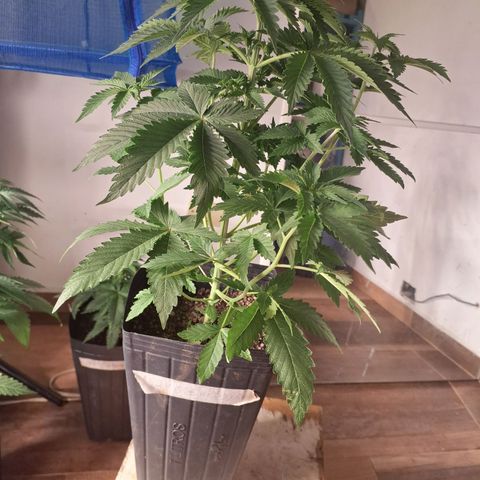 Projeto #1 growlog timeline photo