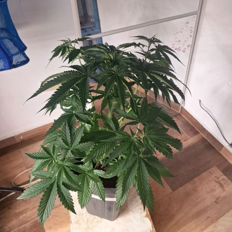 Projeto #1 growlog timeline photo