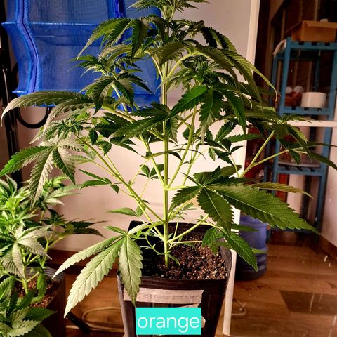 Projeto #1 growlog timeline photo