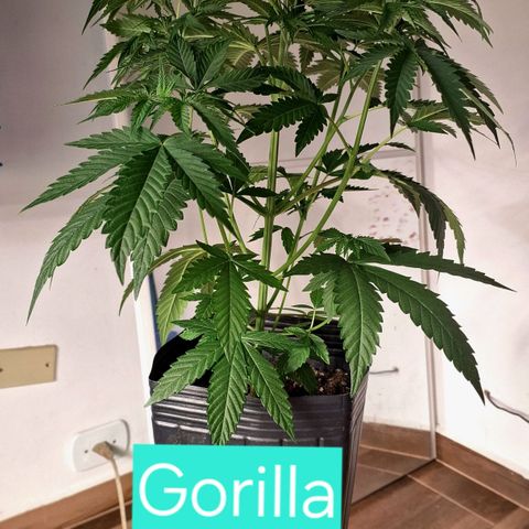 Projeto #1 growlog timeline photo