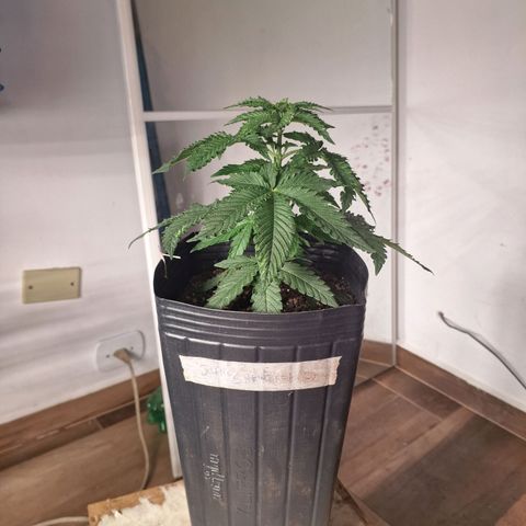 Projeto #1 growlog timeline photo