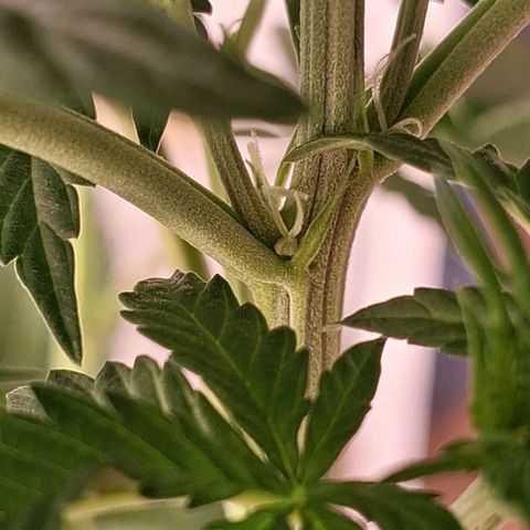 Projeto #1 growlog timeline photo