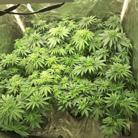 Projeto #1 growlog timeline photo