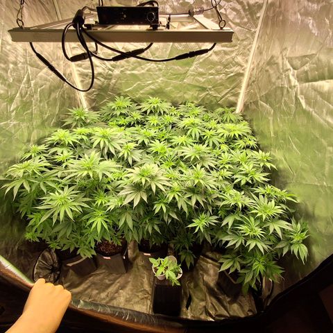 Projeto #1 growlog timeline photo