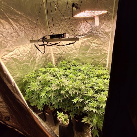 Projeto #1 growlog timeline photo