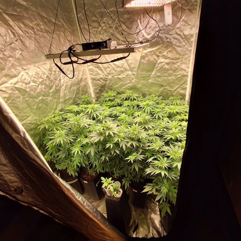 Projeto #1 growlog timeline photo