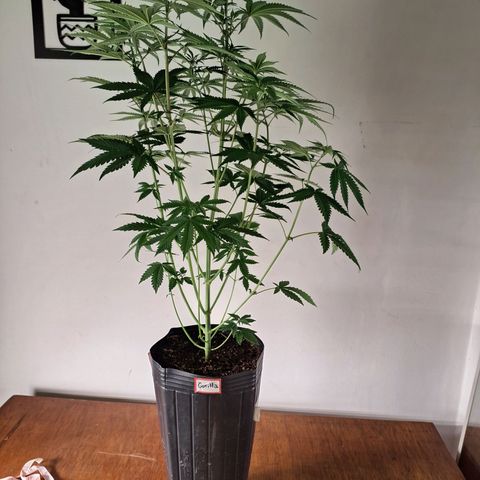 Projeto #1 growlog timeline photo
