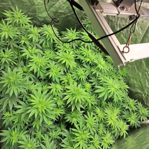 Projeto #1 growlog timeline photo