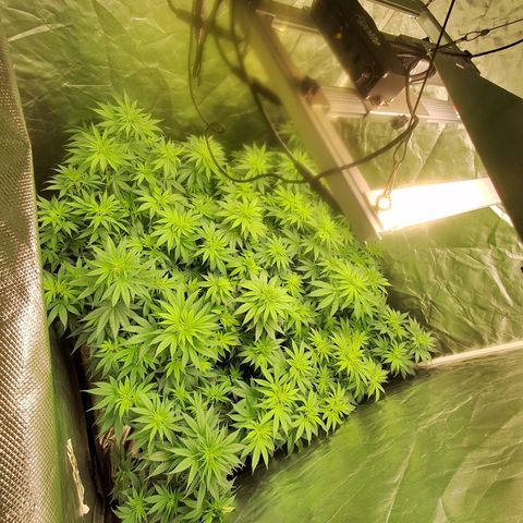Projeto #1 growlog timeline photo