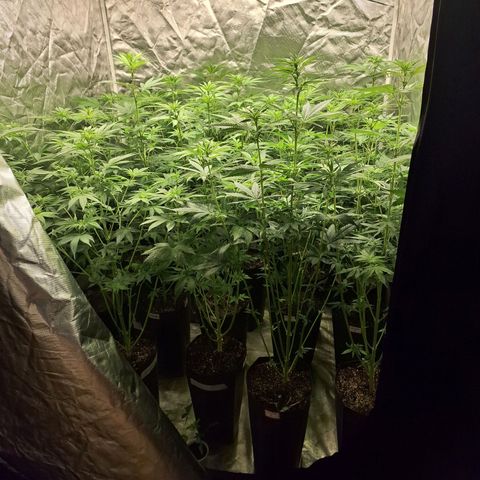 Projeto #1 growlog timeline photo