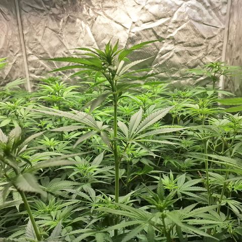 Projeto #1 growlog timeline photo
