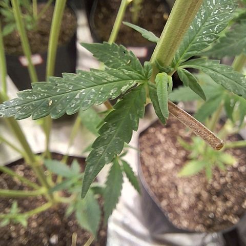 Projeto #1 growlog timeline photo