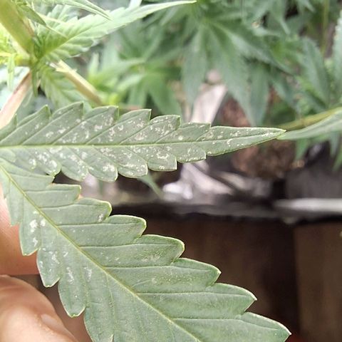 Projeto #1 growlog timeline photo