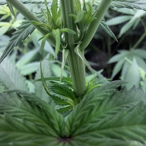 Projeto #1 growlog timeline photo