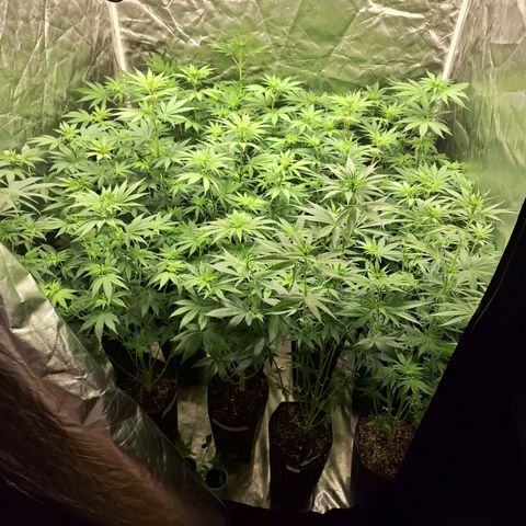 Projeto #1 growlog timeline photo
