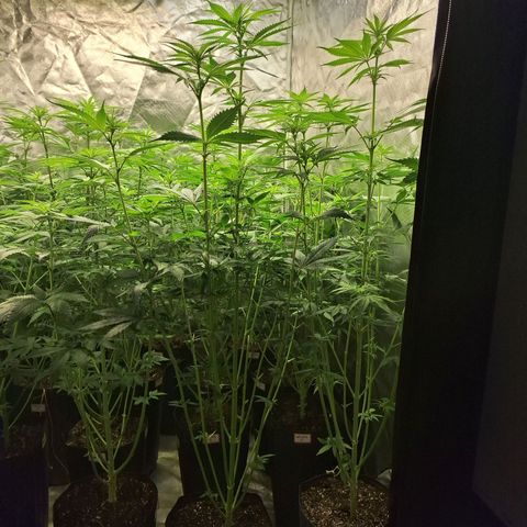 Projeto #1 growlog timeline photo