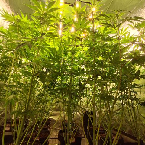 Projeto #1 growlog timeline photo