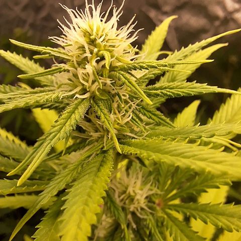 Projeto #1 growlog timeline photo