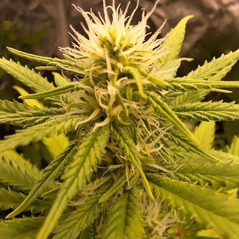 Projeto #1 growlog timeline photo