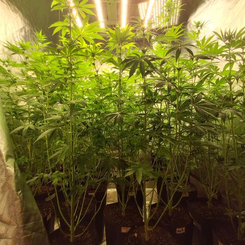 Projeto #1 growlog timeline photo