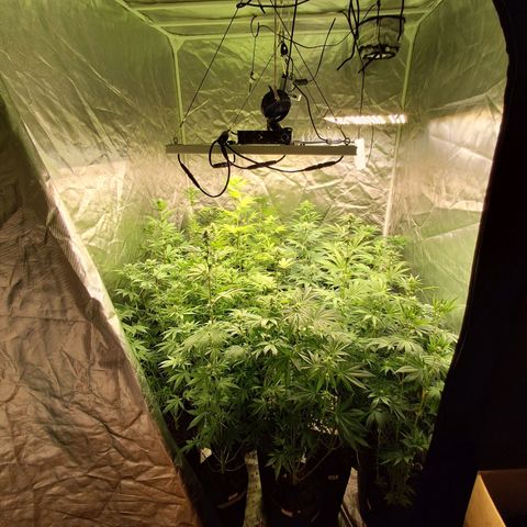 Projeto #1 growlog timeline photo