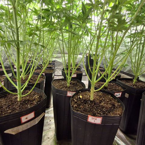 Projeto #1 growlog timeline photo