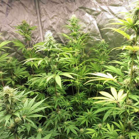Projeto #1 growlog timeline photo