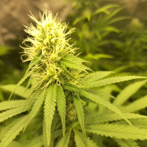 Projeto #1 growlog timeline photo