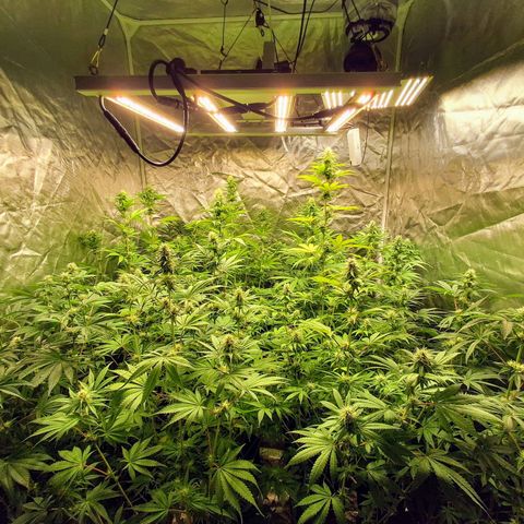 Projeto #1 growlog timeline photo