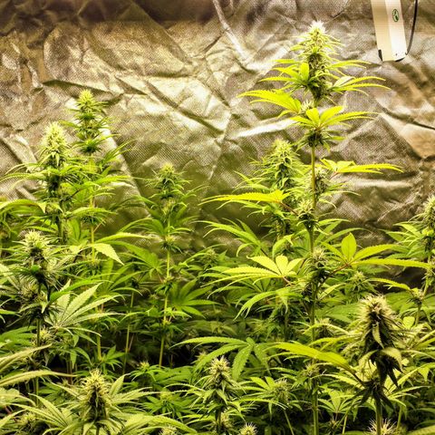 Projeto #1 growlog timeline photo