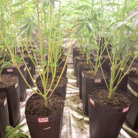 Projeto #1 growlog timeline photo