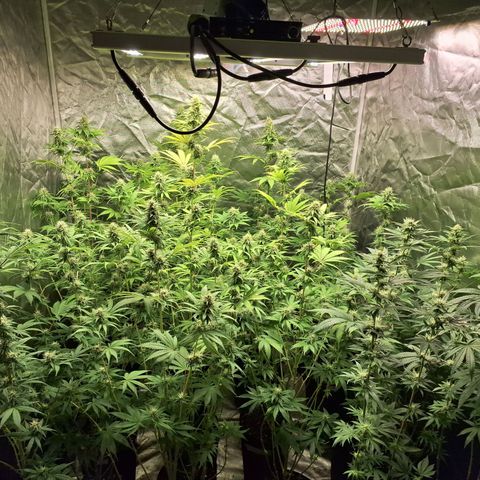 Projeto #1 growlog timeline photo