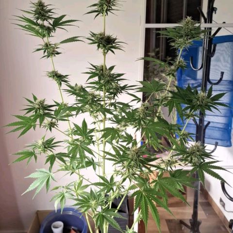 Projeto #1 growlog timeline photo