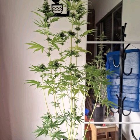 Projeto #1 growlog timeline photo