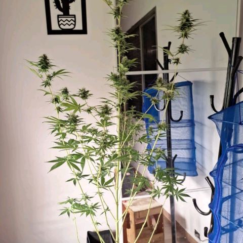 Projeto #1 growlog timeline photo