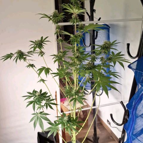 Projeto #1 growlog timeline photo