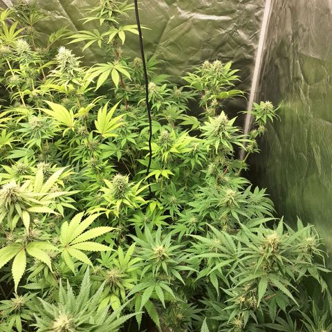 Projeto #1 growlog timeline photo