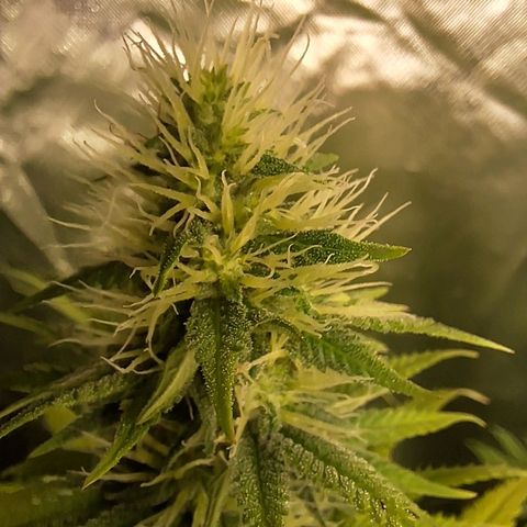 Projeto #1 growlog timeline photo