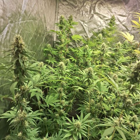 Projeto #1 growlog timeline photo