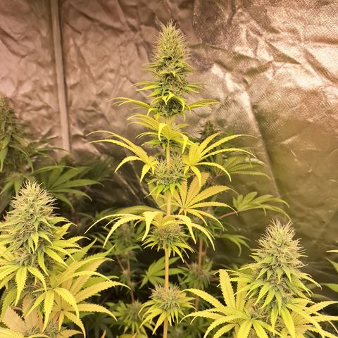 Projeto #1 growlog timeline photo