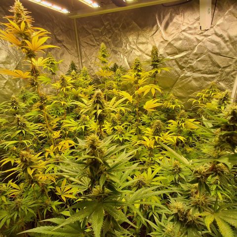 Projeto #1 growlog timeline photo